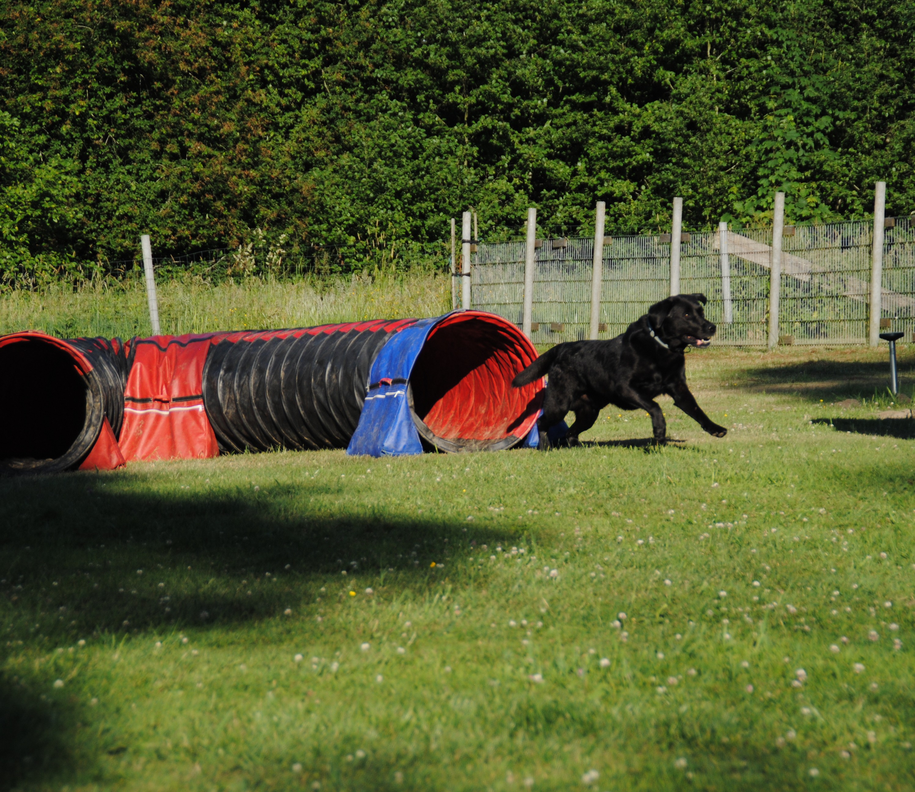 Agility Team Eifel – Training